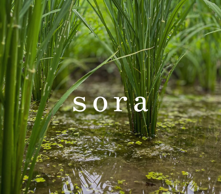 sora