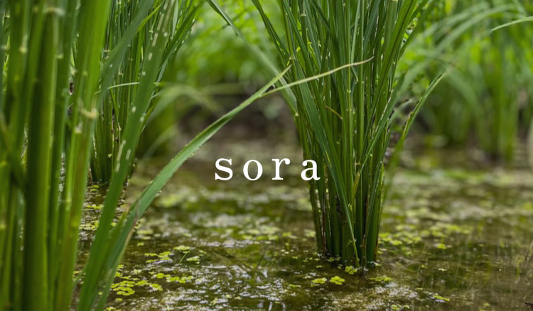 sora